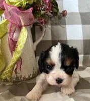 Angel, a female Cavalier King Charles Spaniel for sale in Litchfield, IL – Photo 1 of 3