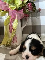 Angel, a female Cavalier King Charles Spaniel for sale in Litchfield, IL – Photo 3 of 3