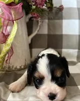 Angel, a female Cavalier King Charles Spaniel for sale in Litchfield, IL – Photo 2 of 3