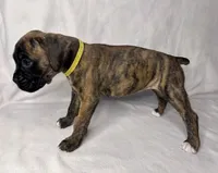 yellow Collar , a female Boxer for sale in San Jose, CA – 9 of 9