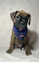 Blue collar, a male Boxer for sale in San Jose, CA – 2 of 10