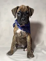 Blue collar, a male Boxer for sale in San Jose, CA – 5 of 10