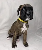 yellow Collar , a female Boxer for sale in San Jose, CA – 7 of 9