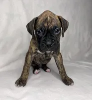 Blue collar, a male Boxer for sale in San Jose, CA – 3 of 8