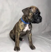 Blue collar, a male Boxer for sale in San Jose, CA – 8 of 8