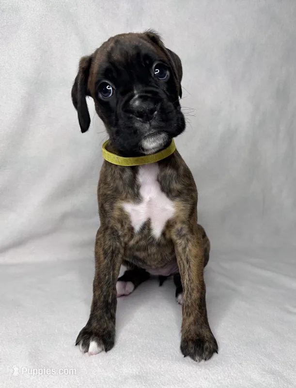 yellow Collar  – Boxer puppy for sale in San Jose, CA