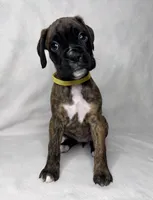 yellow Collar , a female Boxer for sale in San Jose, CA – 1 of 9