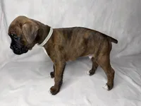 Gray Collar , a male Boxer for sale in San Jose, CA – 9 of 9