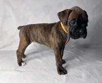 Orange Collar , a female Boxer for sale in San Jose, CA – 5 of 7