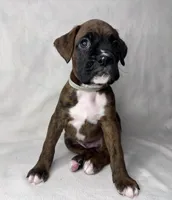Gray Collar , a male Boxer for sale in San Jose, CA – 2 of 9