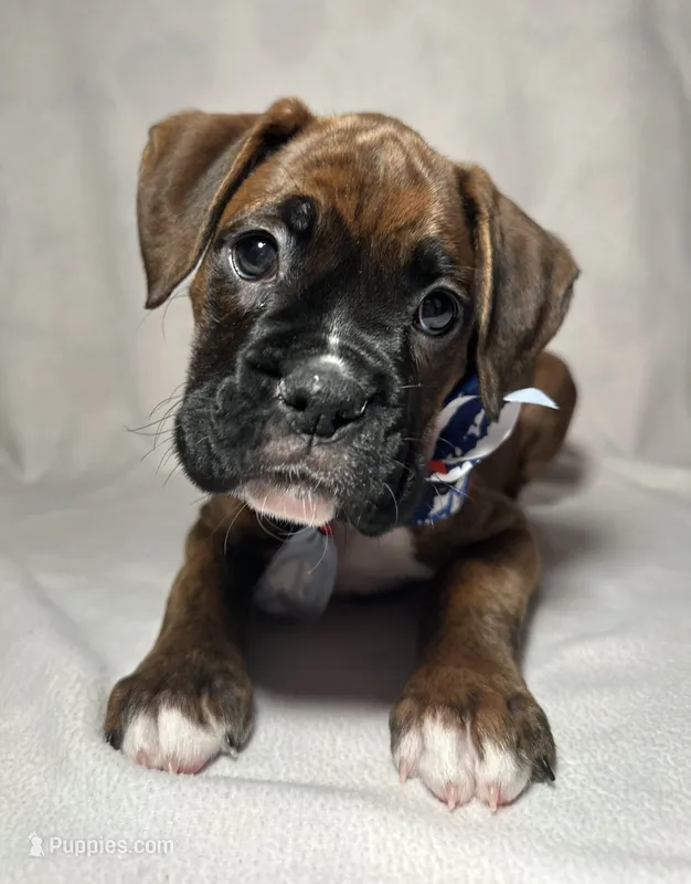 Gray Collar  – Boxer puppy for sale in San Jose, CA
