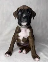Gray Collar , a male Boxer for sale in San Jose, CA – 3 of 9