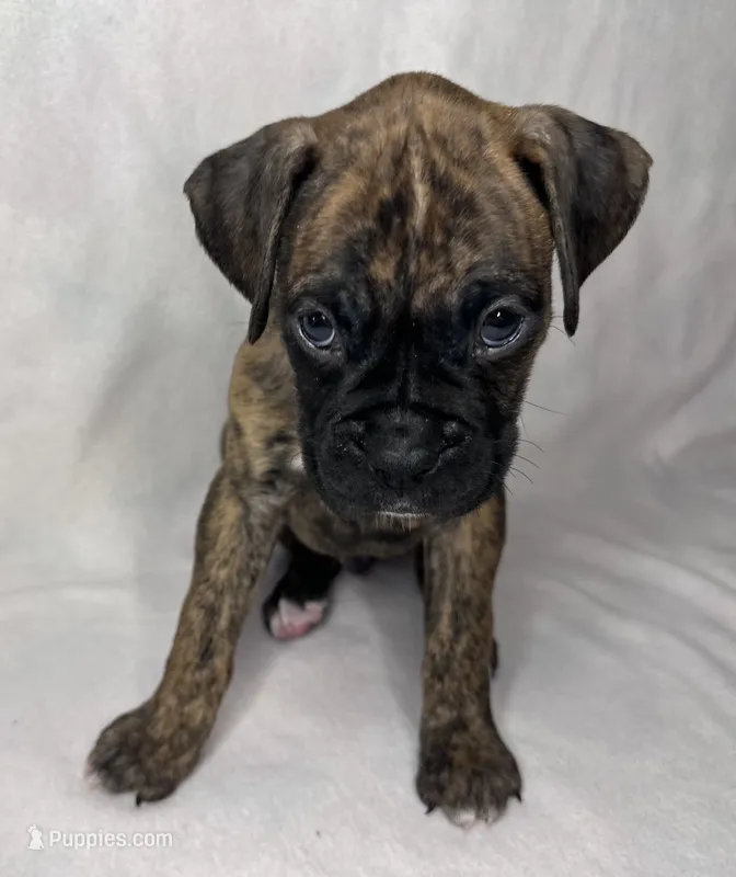 Blue collar – Boxer puppy for sale in San Jose, CA