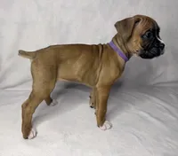 Purple Collar, a female Boxer for sale in San Jose, CA – 9 of 9