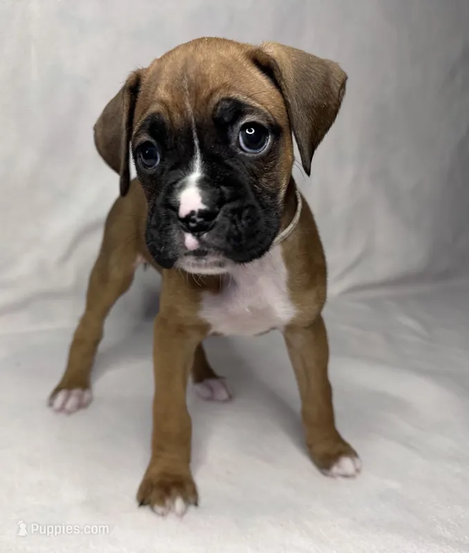 white collar – Boxer puppy for sale in San Jose, CA