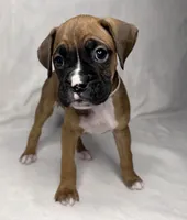 white collar, a female Boxer for sale in San Jose, CA – 1 of 7