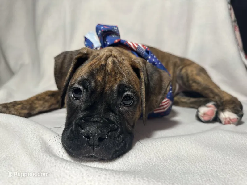Blue collar – Boxer puppy for sale in San Jose, CA