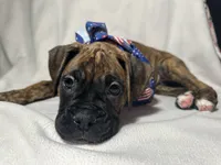 Blue collar, a male Boxer for sale in San Jose, CA – 1 of 10