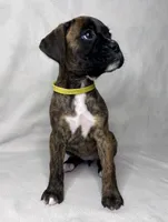 yellow Collar , a female Boxer for sale in San Jose, CA – 6 of 9