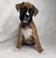 Purple Collar, a female Boxer for sale in San Jose, CA – 3 of 9