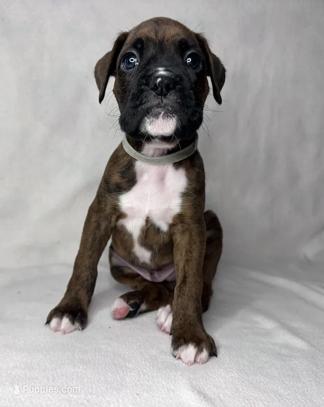 Gray Collar  – Boxer puppy for sale in San Jose, CA