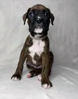 Gray Collar , a male Boxer for sale in San Jose, CA – 1 of 9