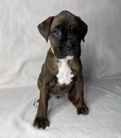 Orange Collar , a female Boxer for sale in San Jose, CA – 2 of 7