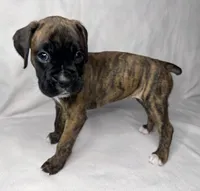 yellow Collar , a female Boxer for sale in San Jose, CA – 5 of 9