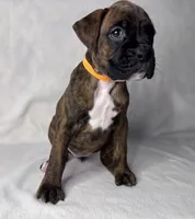 Orange Collar , a female Boxer for sale in San Jose, CA – 4 of 7