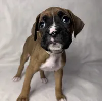 white collar, a female Boxer for sale in San Jose, CA – 2 of 7