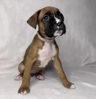 white collar, a female Boxer for sale in San Jose, CA – 6 of 7