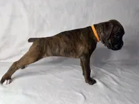 Orange Collar , a female Boxer for sale in San Jose, CA – 3 of 7