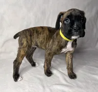 yellow Collar , a female Boxer for sale in San Jose, CA – 8 of 9