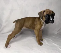 white collar, a female Boxer for sale in San Jose, CA – 7 of 7