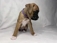 Purple Collar, a female Boxer for sale in San Jose, CA – 8 of 9