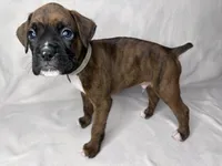 Gray Collar , a male Boxer for sale in San Jose, CA – 4 of 9