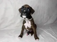Gray Collar , a male Boxer for sale in San Jose, CA – 8 of 9