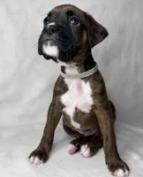 Gray Collar , a male Boxer for sale in San Jose, CA – 7 of 9