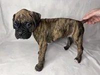 Blue collar, a male Boxer for sale in San Jose, CA – 6 of 8