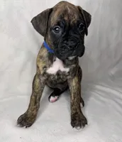 Blue collar, a male Boxer for sale in San Jose, CA – 2 of 8