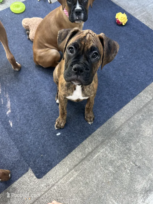 Blue collar – Boxer puppy for sale in San Jose, CA
