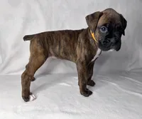 Orange Collar , a female Boxer for sale in San Jose, CA – 7 of 7