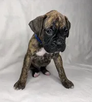 Blue collar, a male Boxer for sale in San Jose, CA – 5 of 8