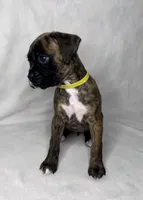 yellow Collar , a female Boxer for sale in San Jose, CA – 2 of 9