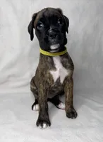 yellow Collar , a female Boxer for sale in San Jose, CA – 4 of 9