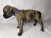 Blue collar, a male Boxer for sale in San Jose, CA – 7 of 8