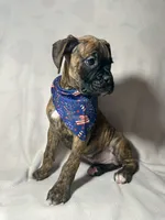 Blue collar, a male Boxer for sale in San Jose, CA – 3 of 10