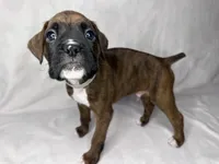 Gray Collar , a male Boxer for sale in San Jose, CA – 6 of 9