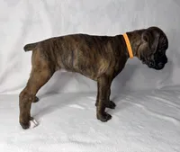 Orange Collar , a female Boxer for sale in San Jose, CA – 6 of 7