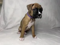 Purple Collar, a female Boxer for sale in San Jose, CA – 4 of 9